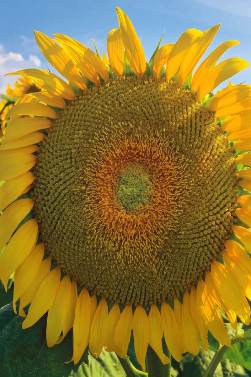 GIANT SUNFLOWER SEEDS
