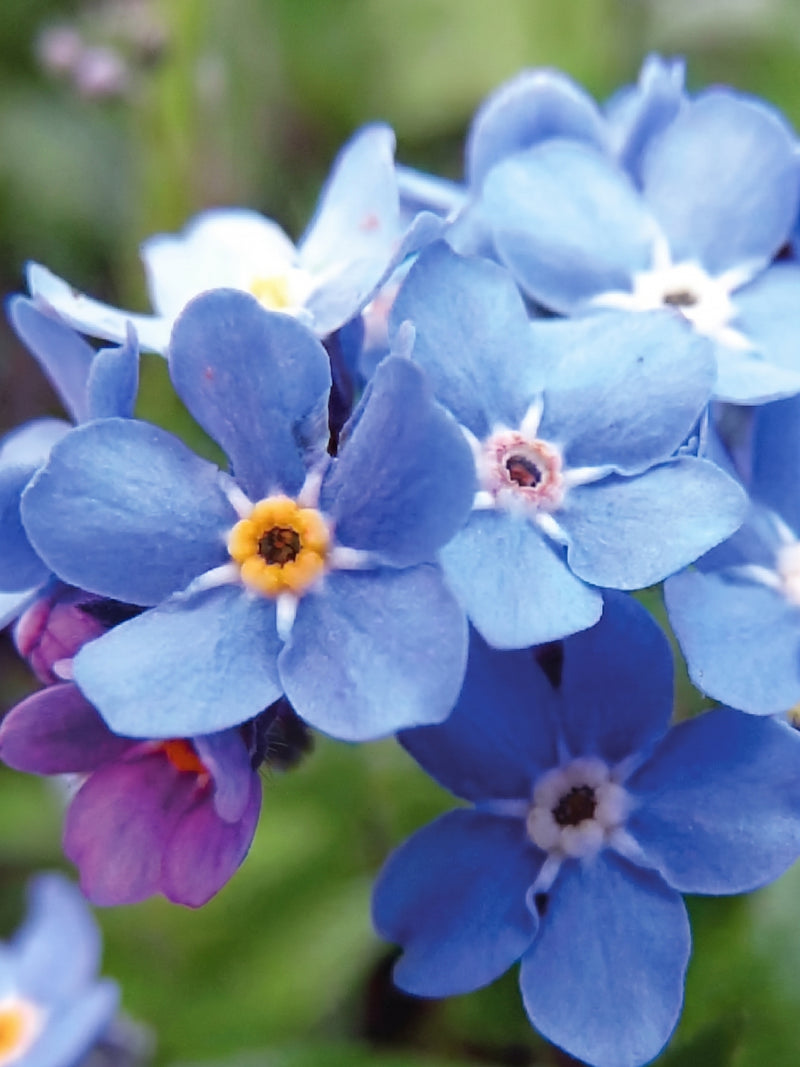 FORGET ME NOT SEEDS