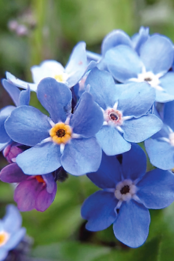 FORGET ME NOT SEEDS