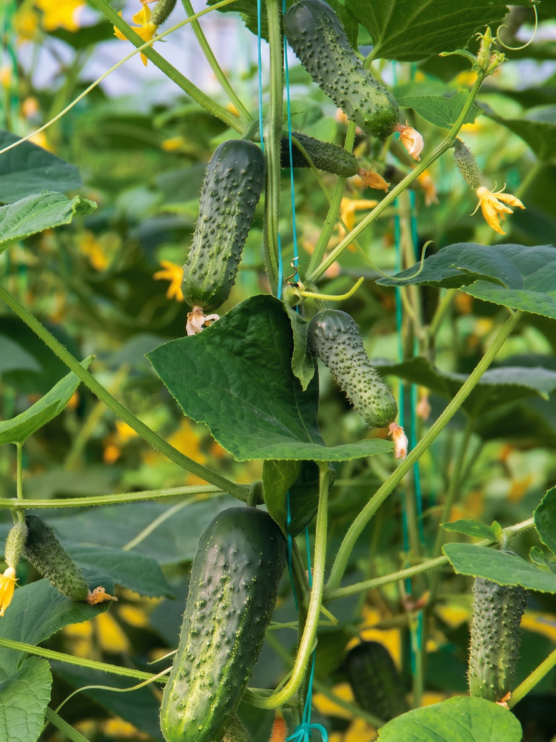 PICKLING CUCUMBER SEEDS