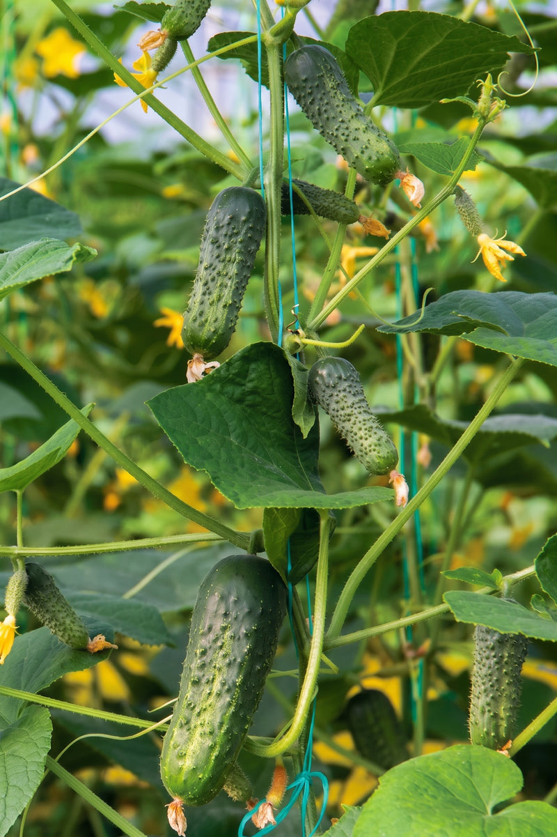 PICKLING CUCUMBER SEEDS