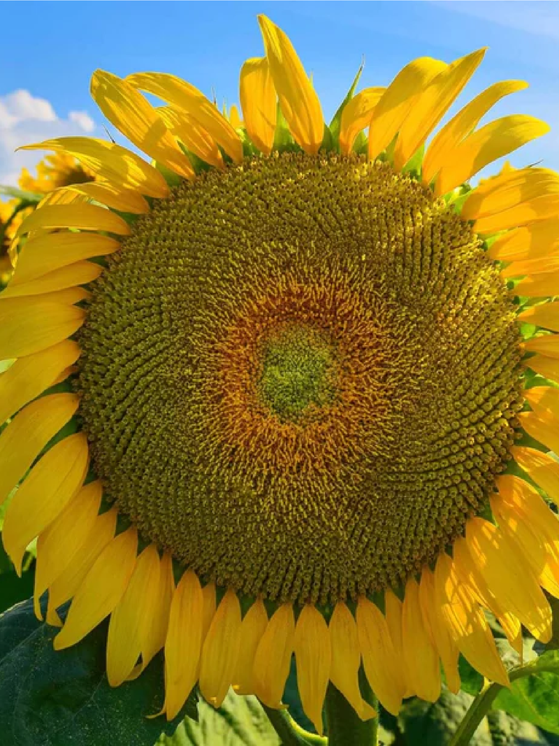 GIANT SUNFLOWER SEEDS<br> بذور دوار الشمس العملاق