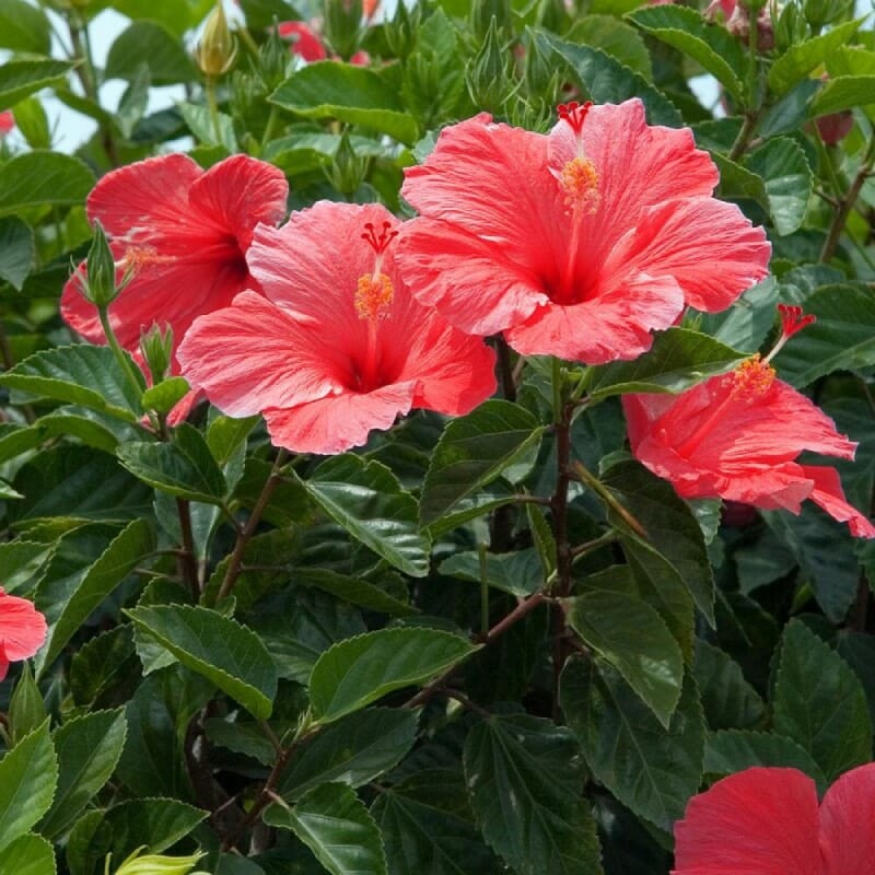 HIBISCUS MIX PLANT