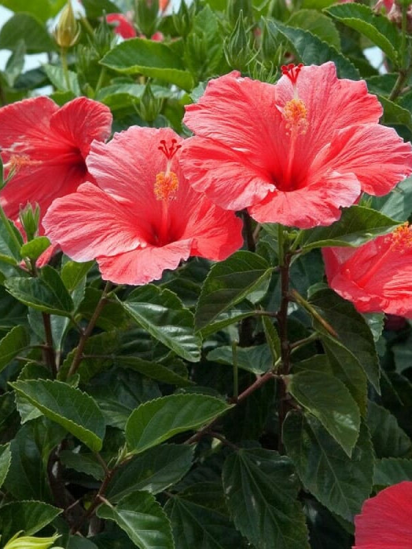 HIBISCUS MIX PLANT