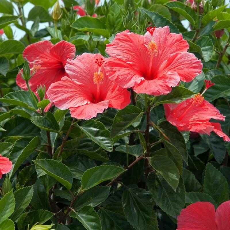 HIBISCUS MIX PLANTS