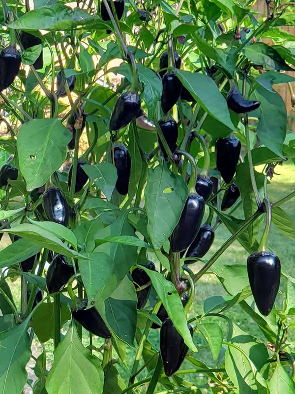 ORGANIC BLACK CHILI PEPPER SEEDLING