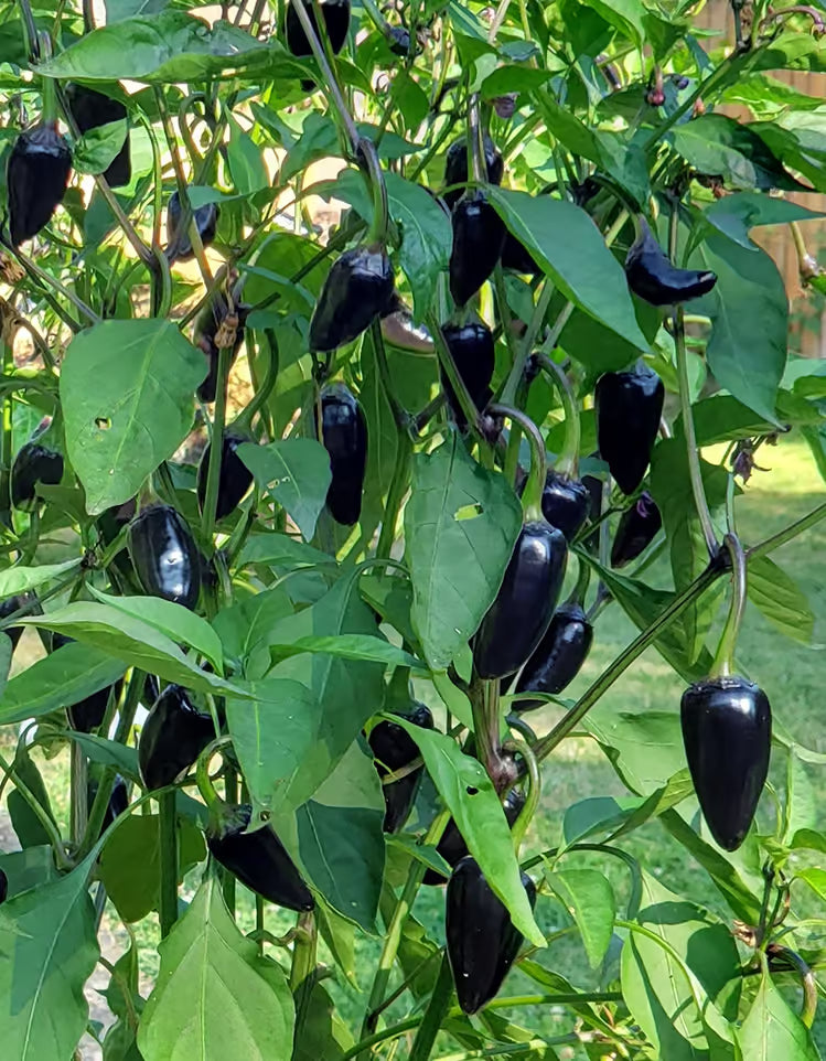 ORGANIC BLACK CHILI PEPPER SEEDLING
