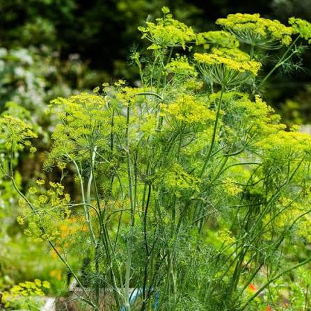 ORGANIC DILL MAMMOTH SEEDLING شتلة الشبت العملاق العضوية