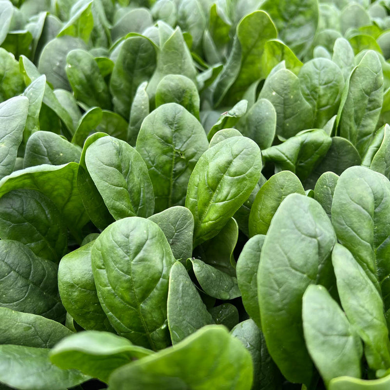 ORGANIC SPINACH SEEDLING <BR> شتلات السبانخ العضوية