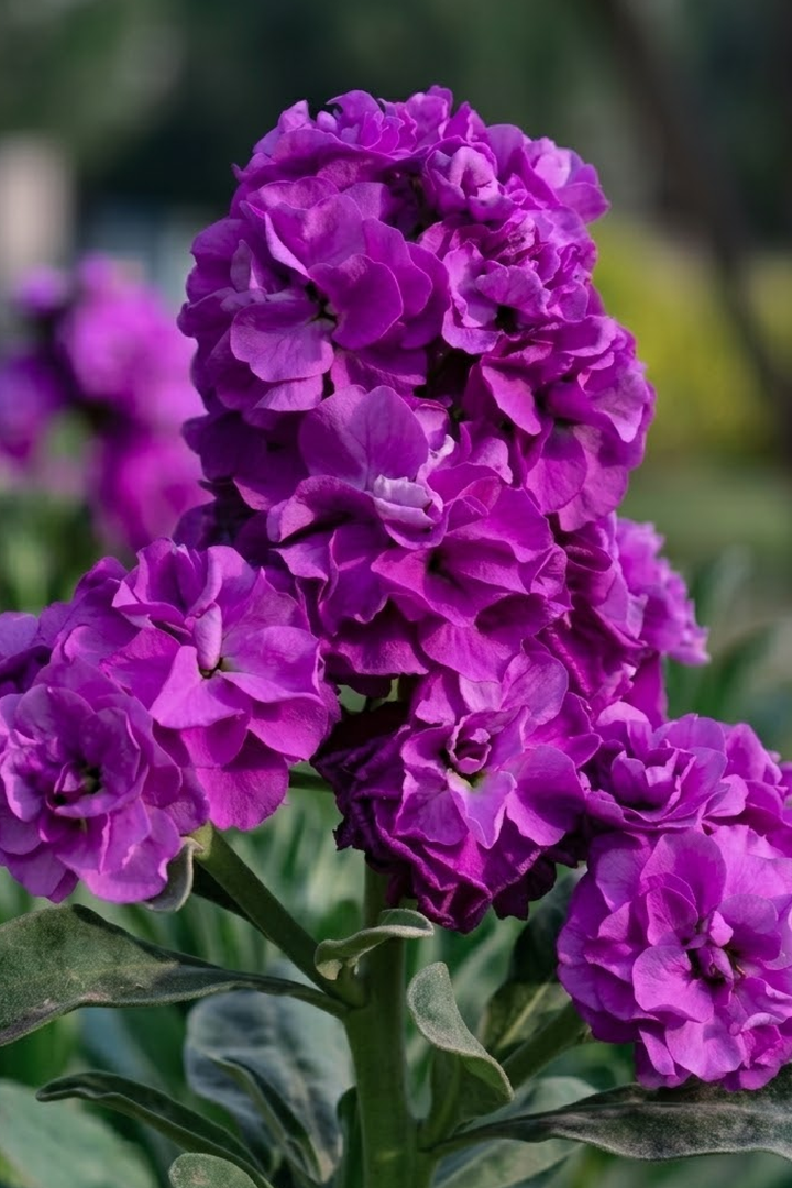 PURPLE STOCK FLOWER SEEDS <br> بذور زهور الستوك البنفسجية