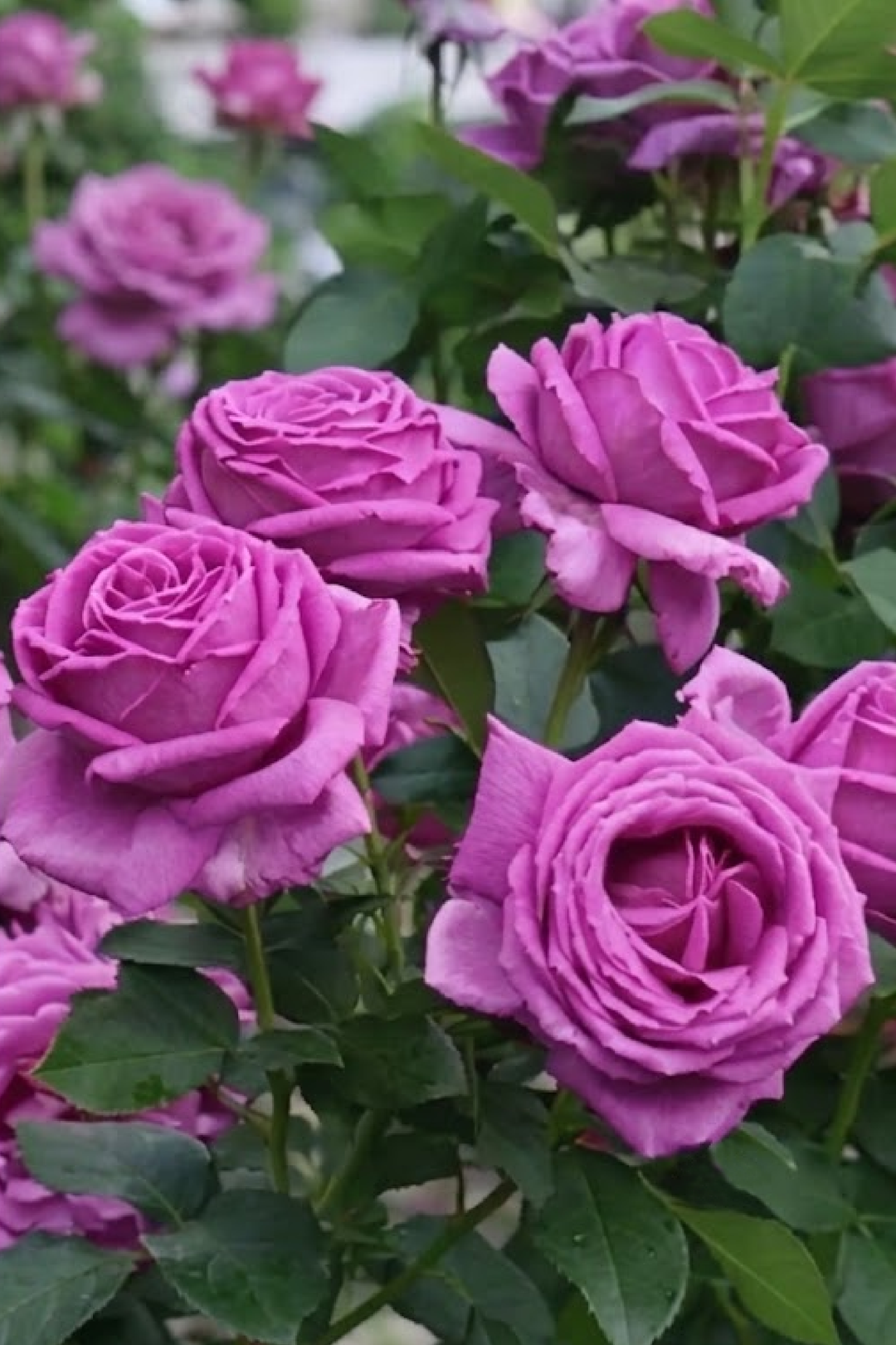 COLD BEAUTY ROSE SEEDS