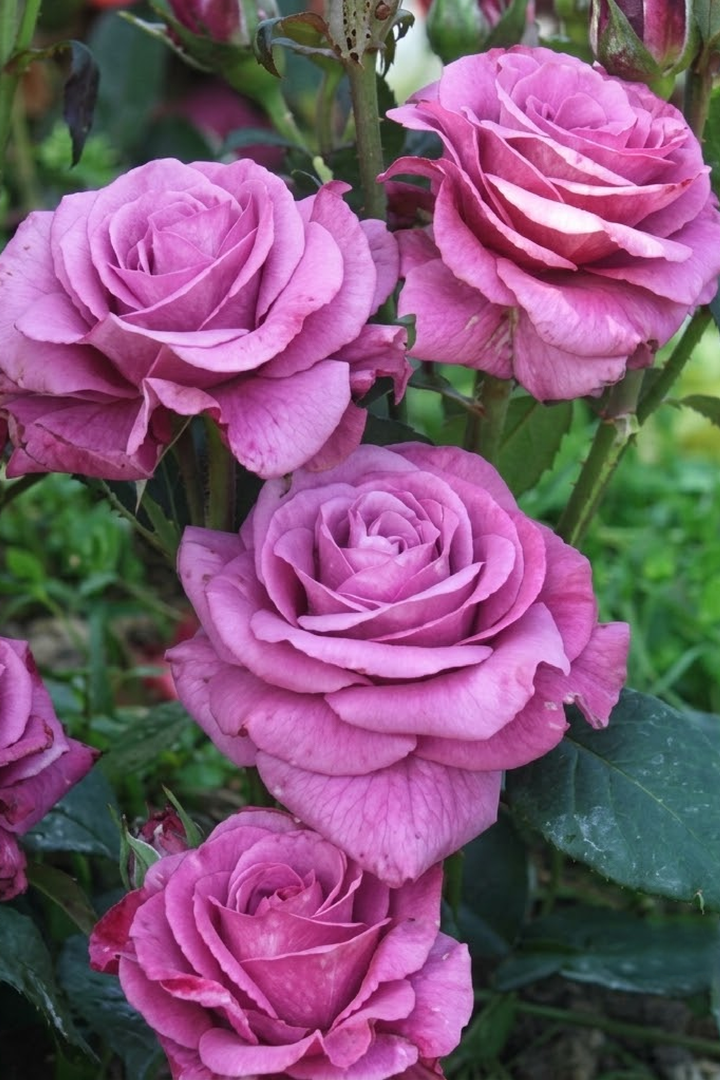 COLD BEAUTY ROSE SEEDS