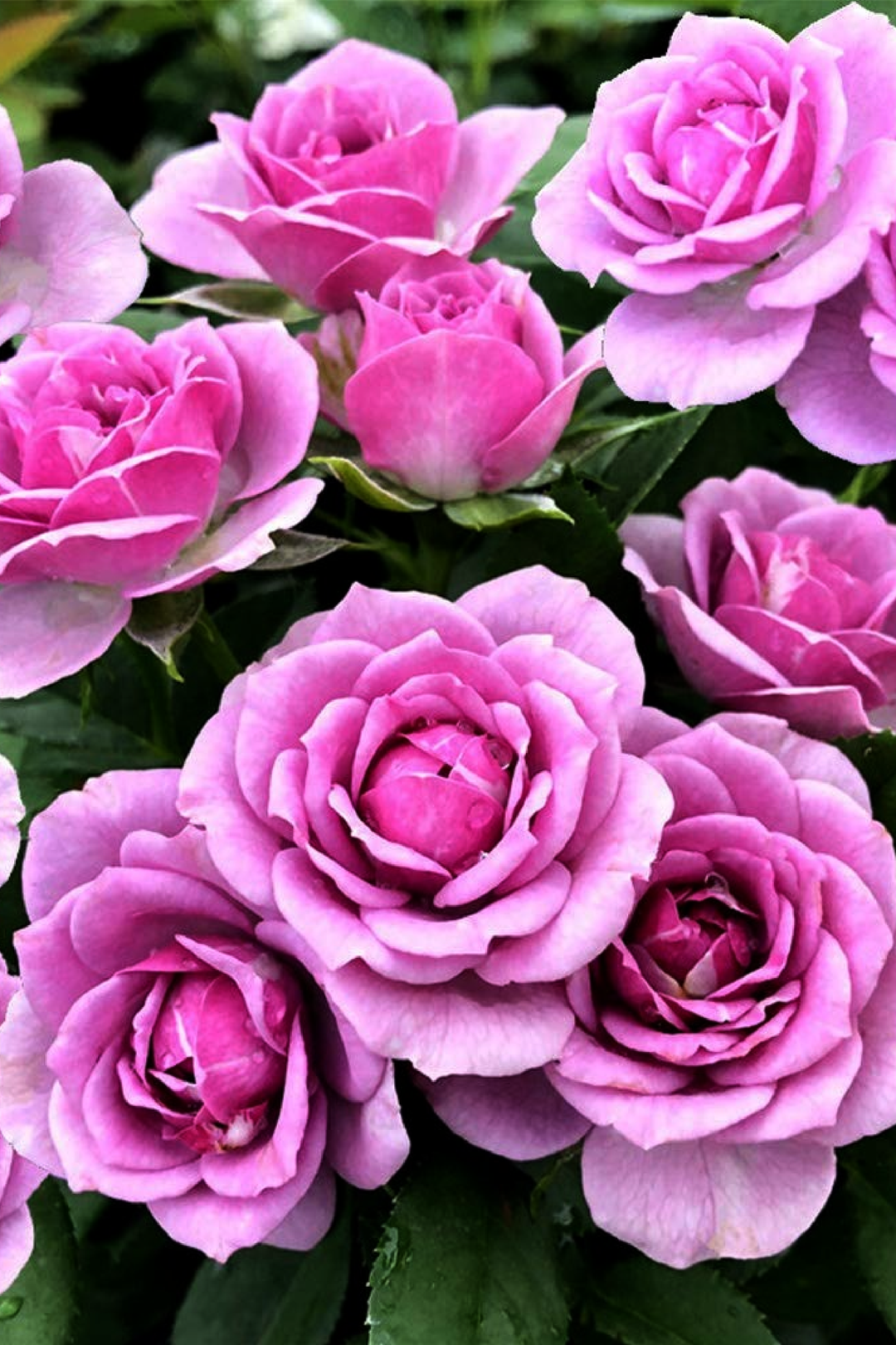 COLD BEAUTY ROSE SEEDS