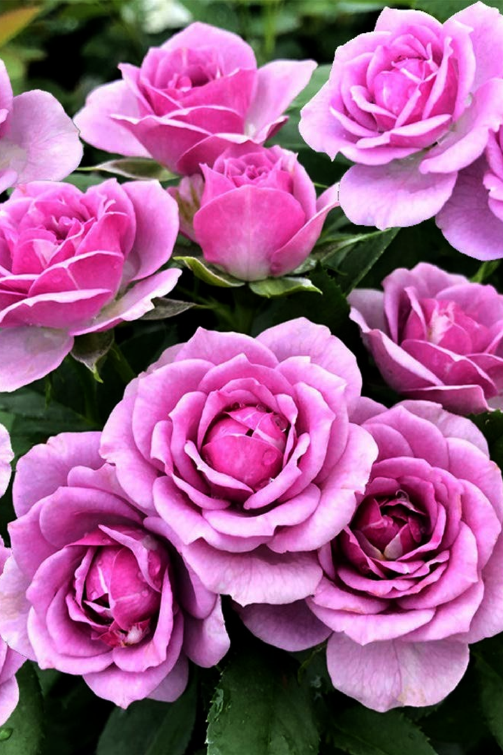 COLD BEAUTY ROSE SEEDS