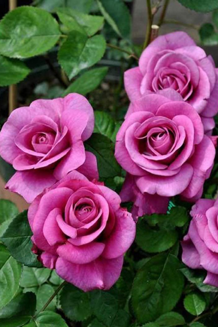 COLD BEAUTY ROSE SEEDS