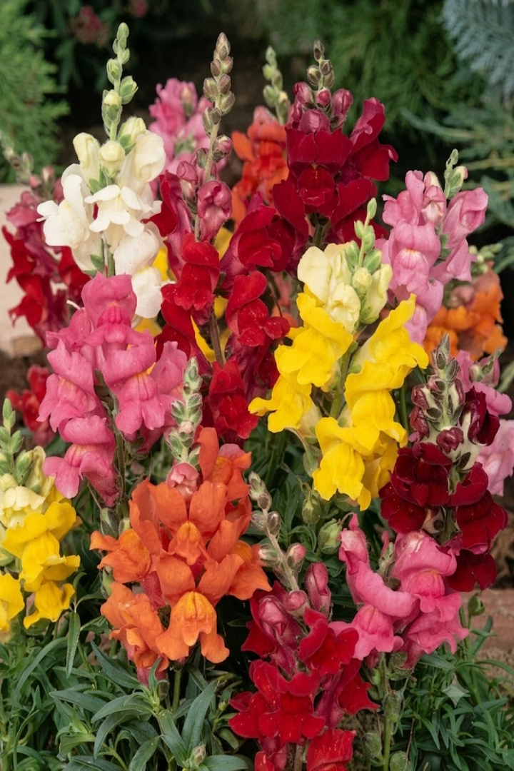 DWARF SNAPDRAGON SEEDS <br> بذور زهور فم السمكة القزمية