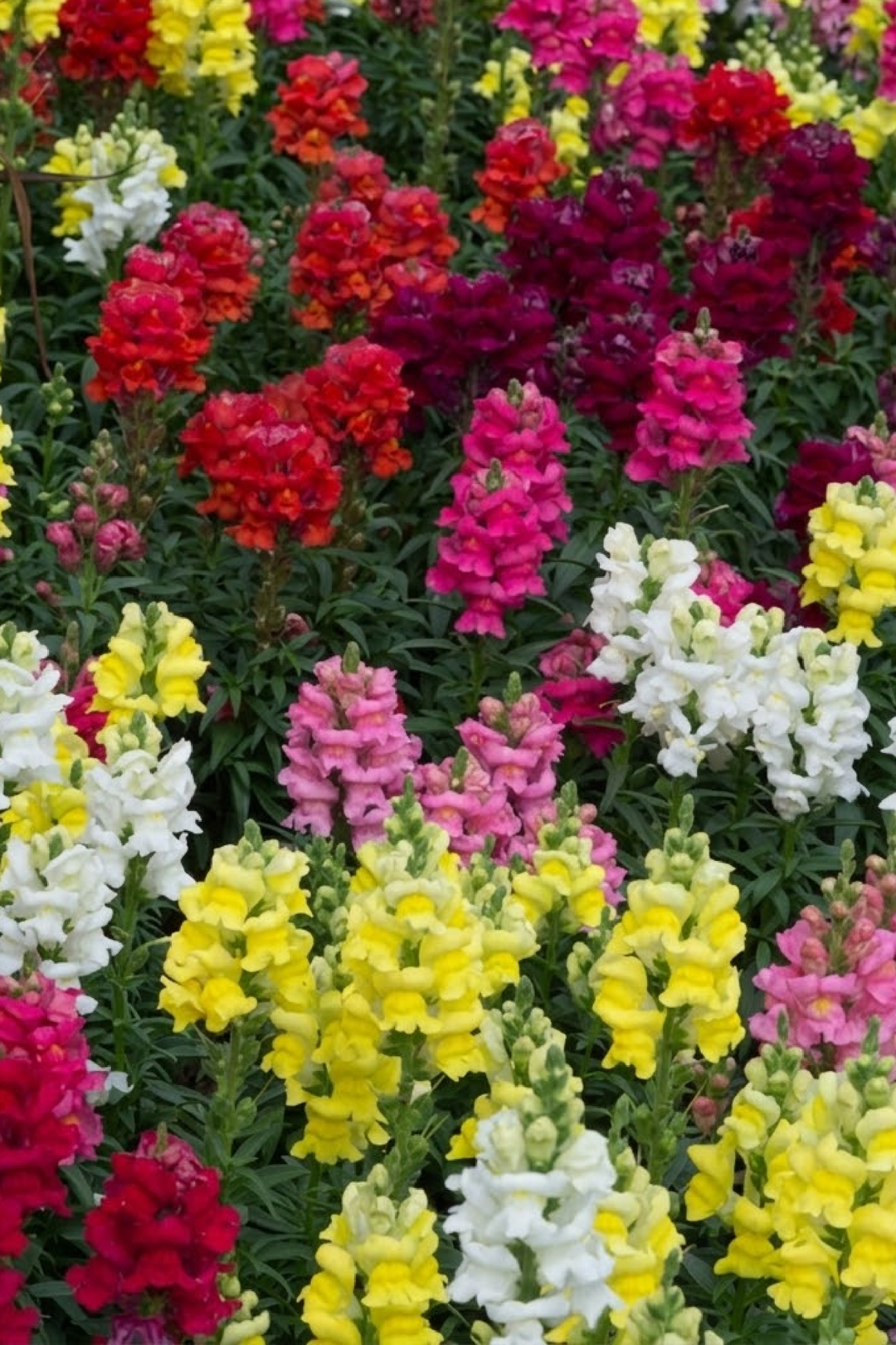 DWARF SNAPDRAGON SEEDS <br> بذور زهور فم السمكة القزمية