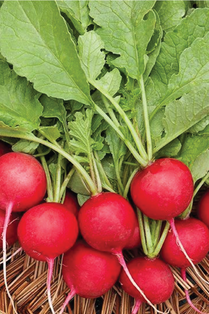 RED RADISH SEEDS