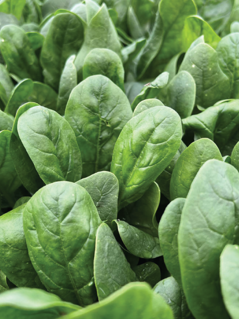 SPINACH SEEDS <br> بذور السبانخ