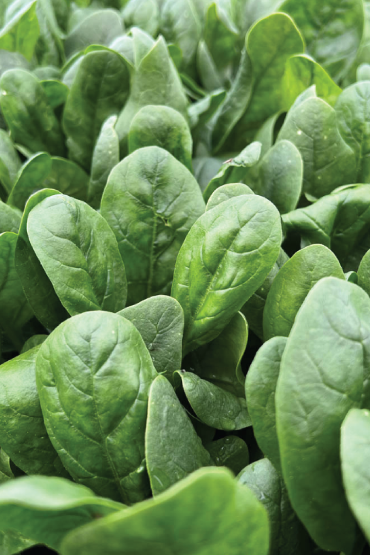 SPINACH SEEDS