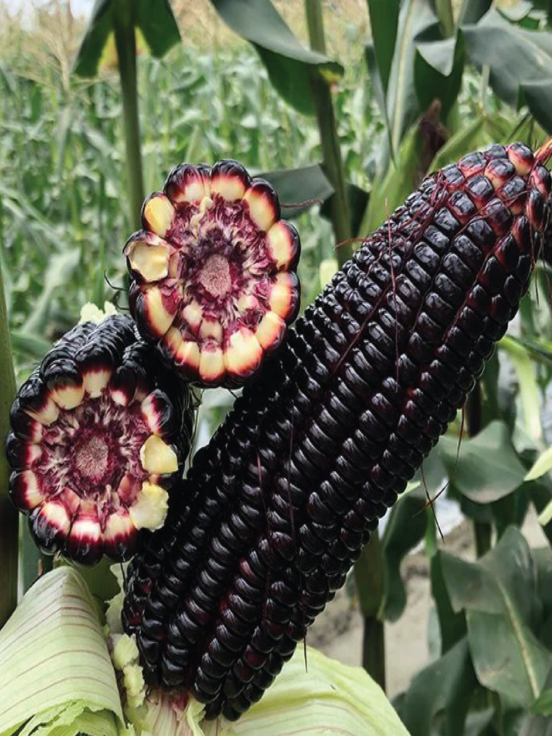 BLACK CORN SEEDS <br> بذور الذرة السوداء