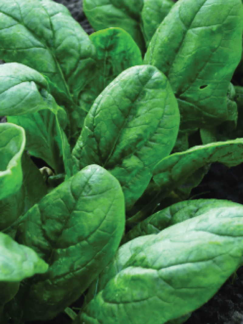SPINACH SEEDS <br> بذور السبانخ
