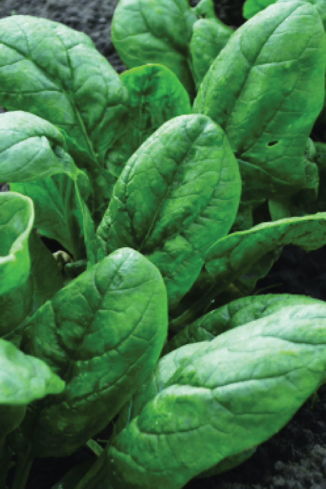 SPINACH SEEDS