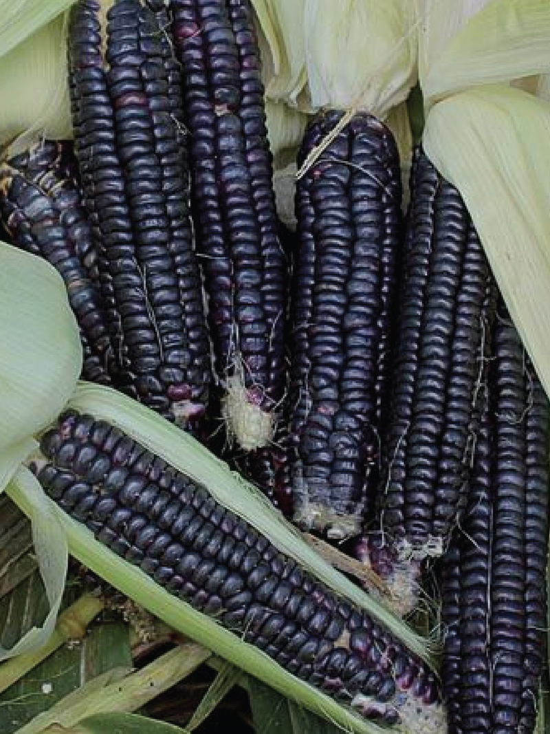 BLACK CORN SEEDS <br> بذور الذرة السوداء