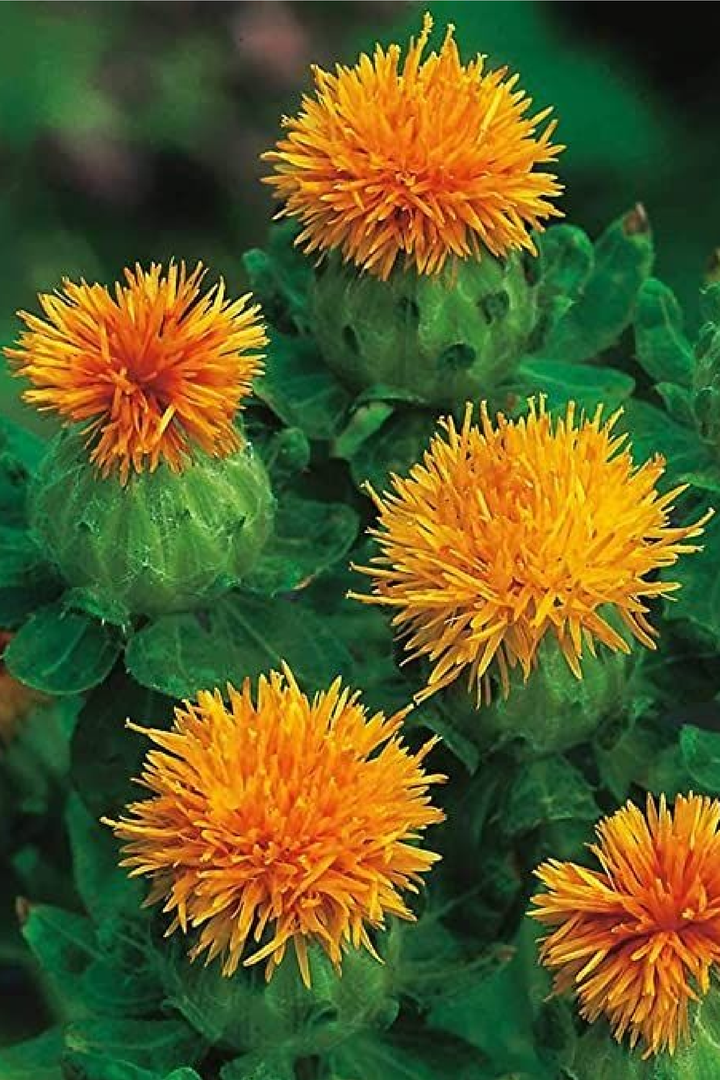SAFFLOWER SEEDS