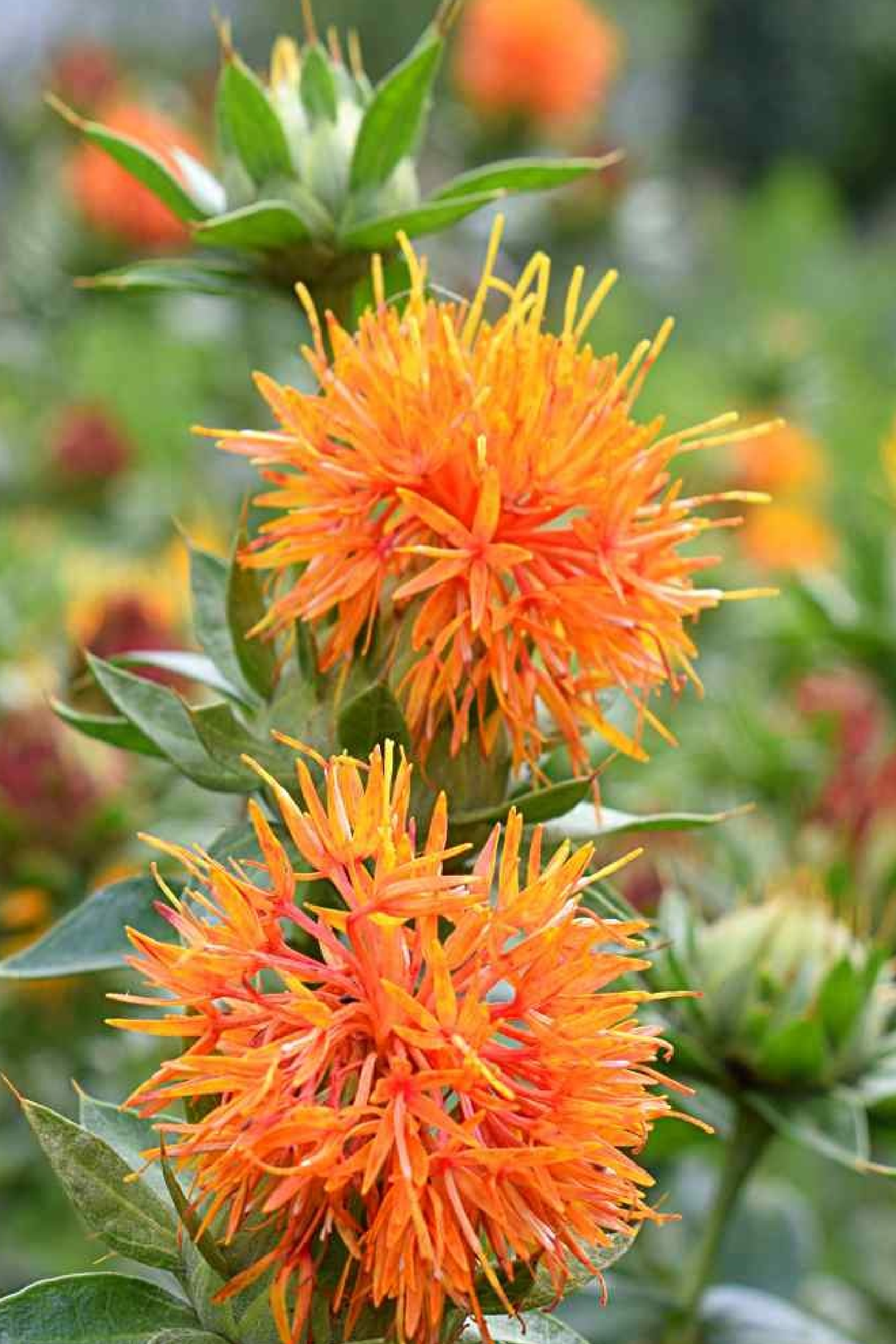 SAFFLOWER SEEDS