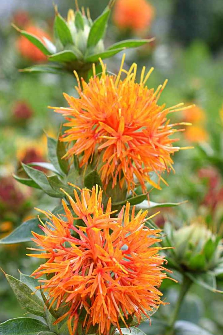 SAFFLOWER SEEDS
