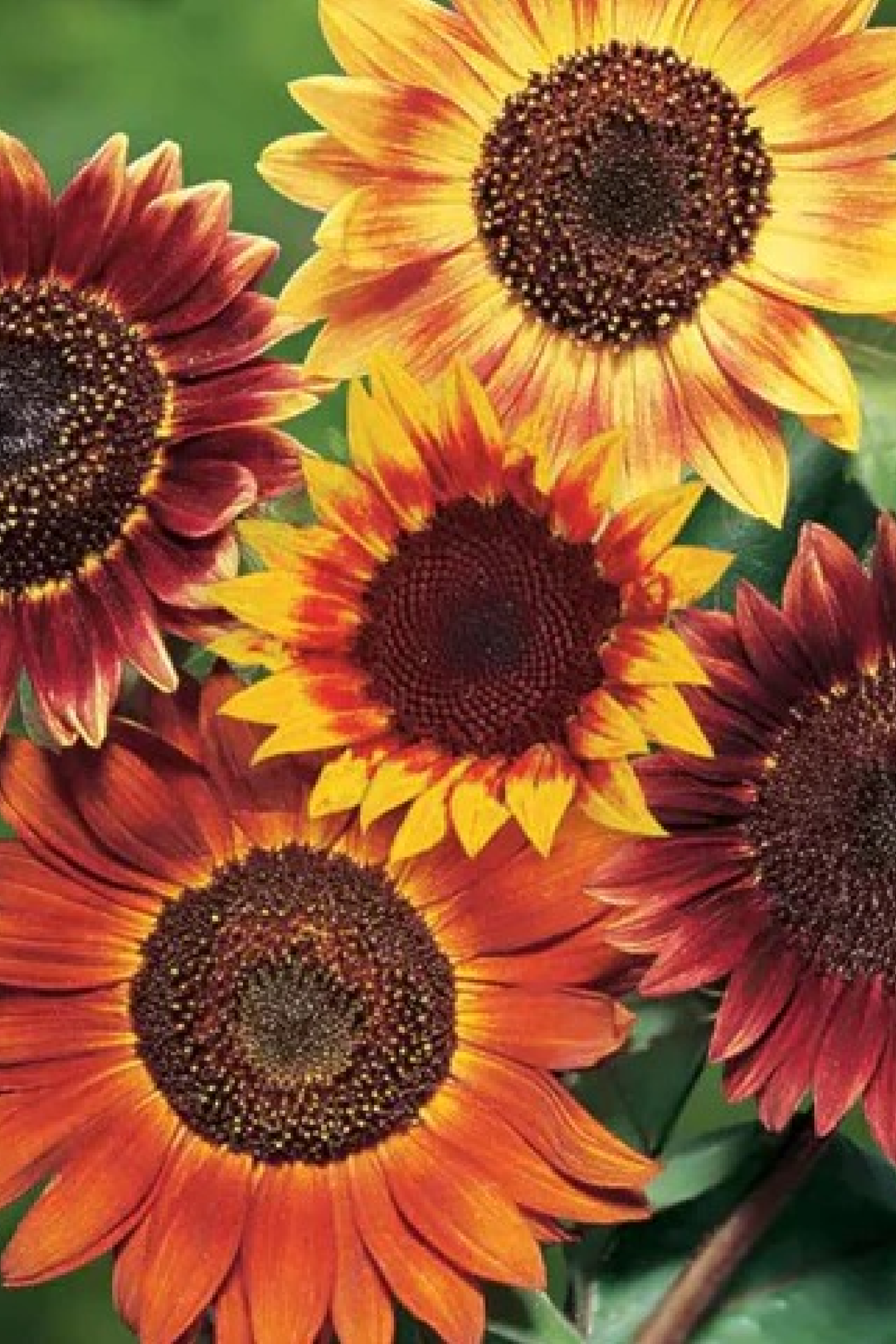 ASSORTED SUNFLOWER SEEDS