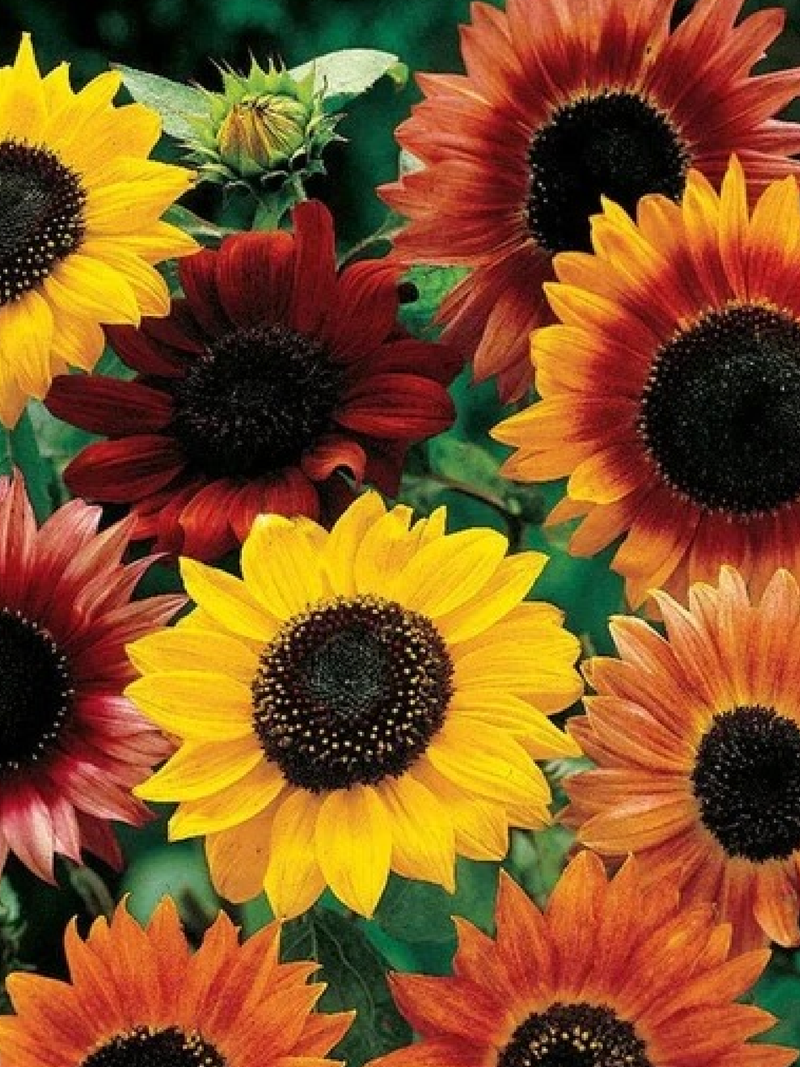 ASSORTED SUNFLOWER SEEDS