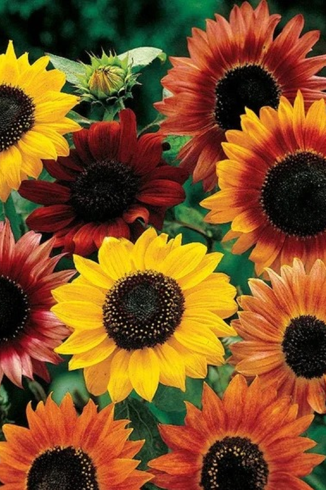 ASSORTED SUNFLOWER SEEDS