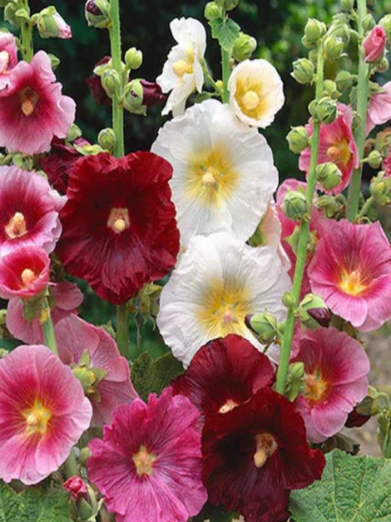 HOLLYHOCK SEEDS