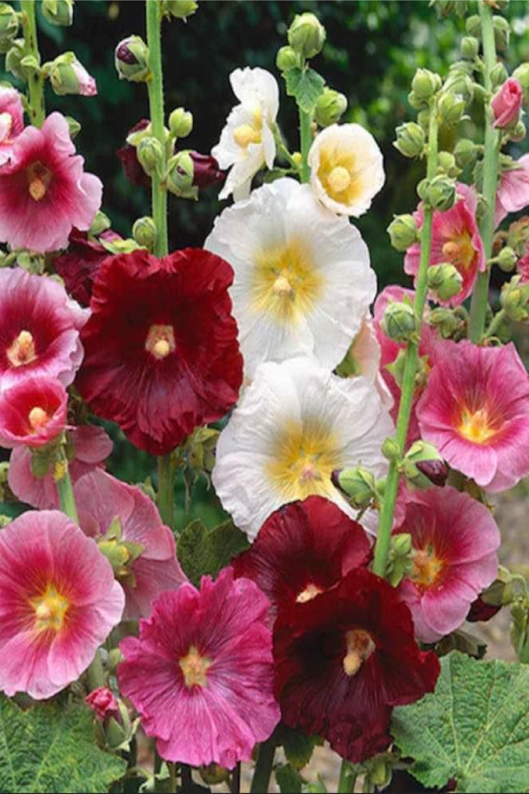HOLLYHOCK SEEDS