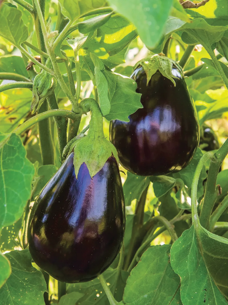 ORGANIC BLACK BEAUTY EGGPLANT SEEDLING