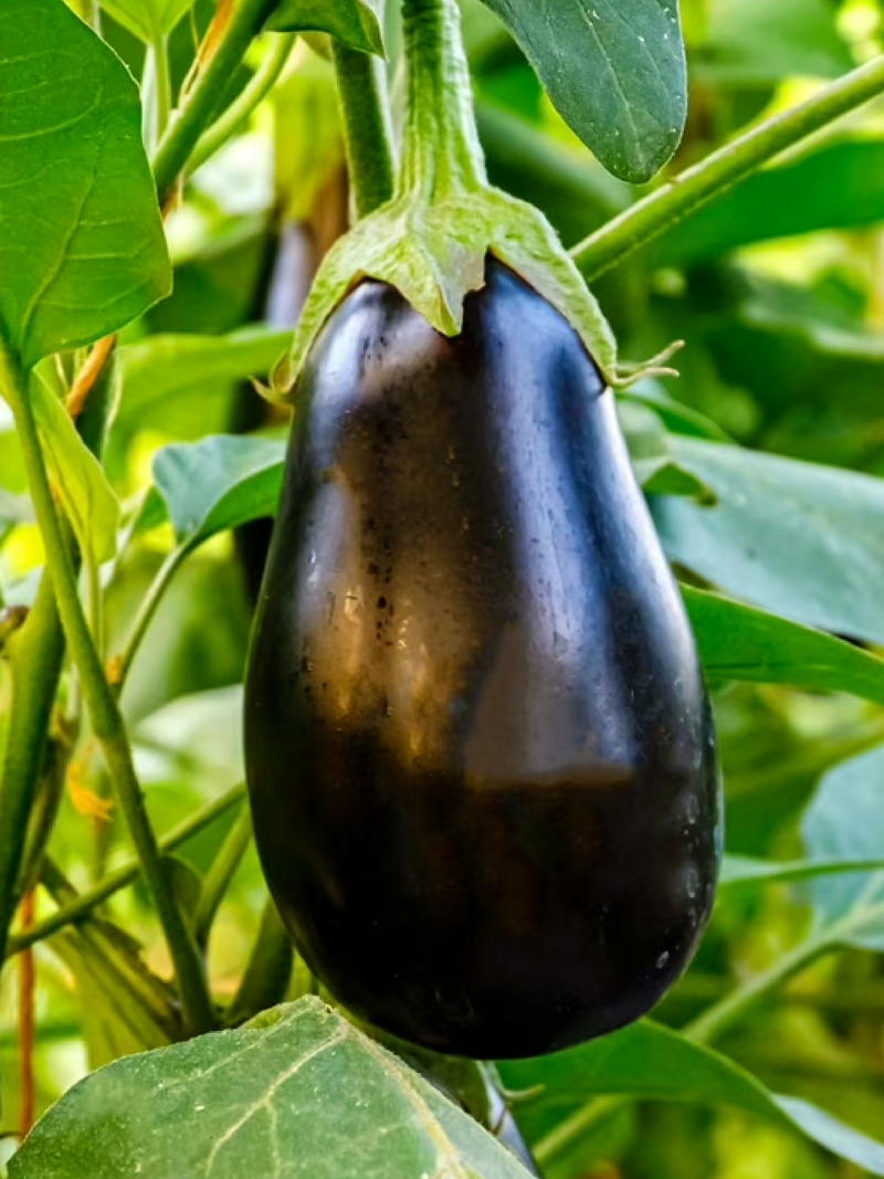 EGGPLANT BLACK BEAUTY SEEDS