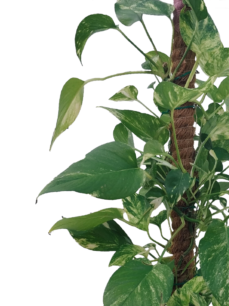 EPIPREMNUM AUREUM