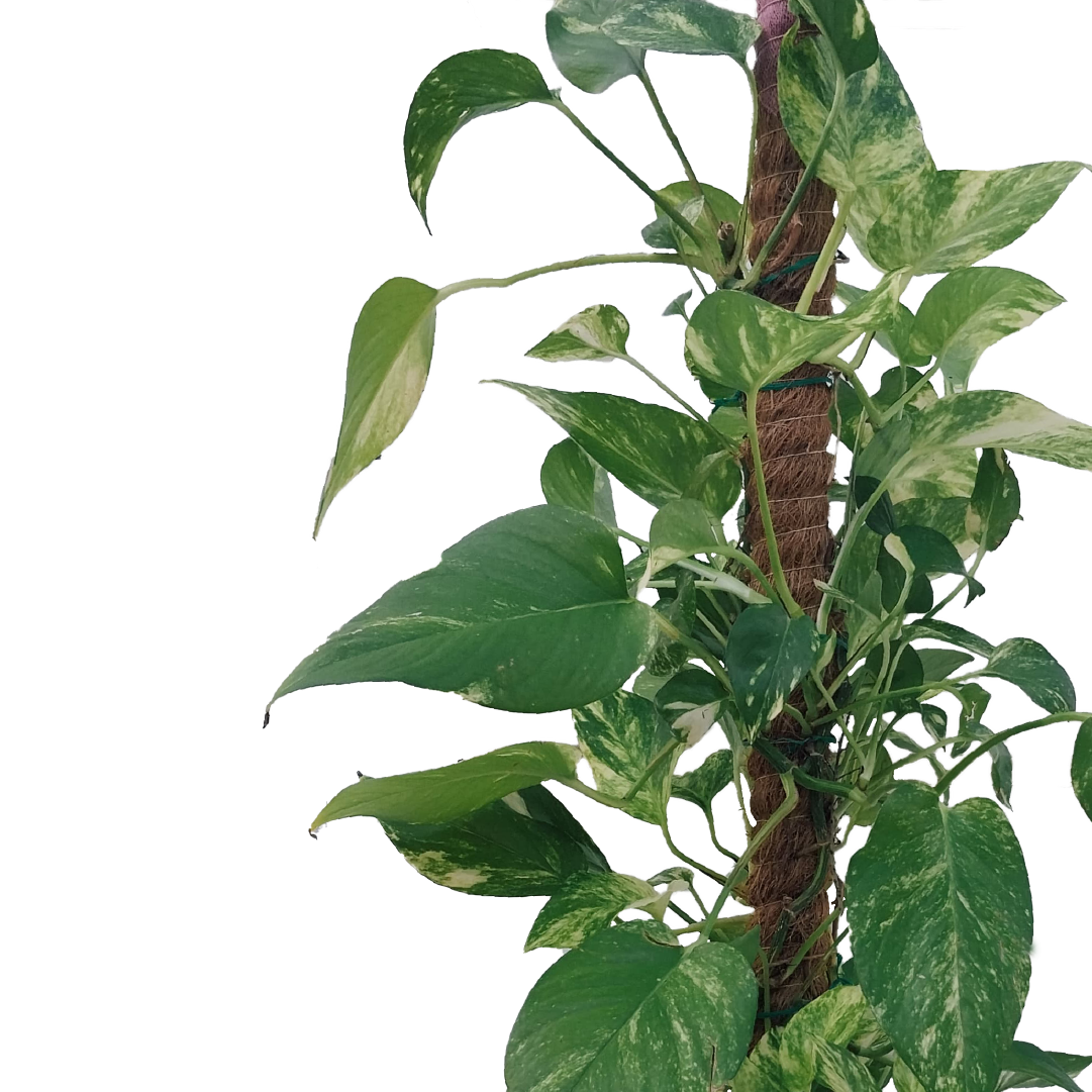 pothos pyramid Epipremnum Aureum Pothos n'JOY – Plantology Lab Trading