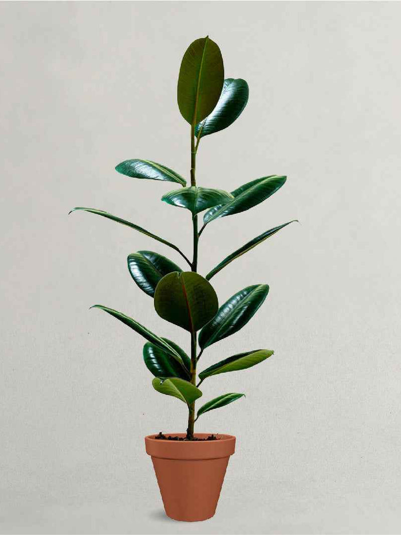 RUBBER PLANT