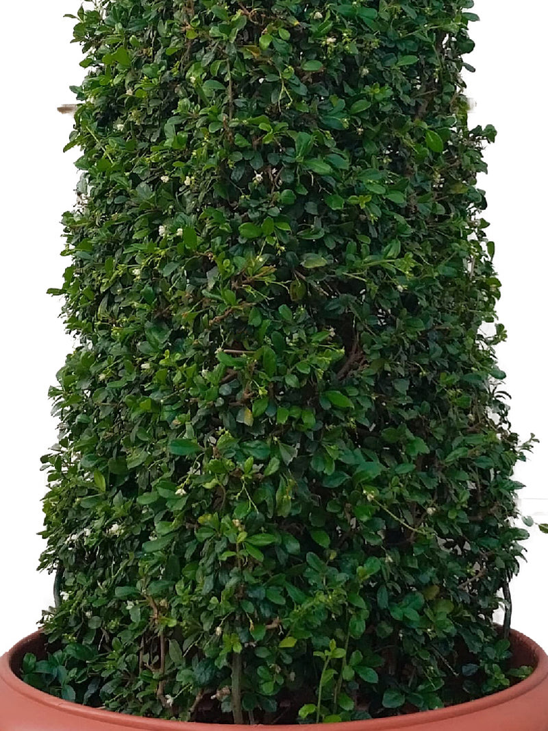 Cone Shape Topiary
