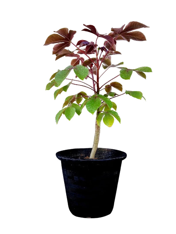 Jatropha Gossypiifolia