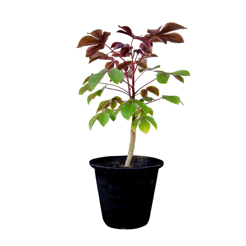 Jatropha Gossypiifolia