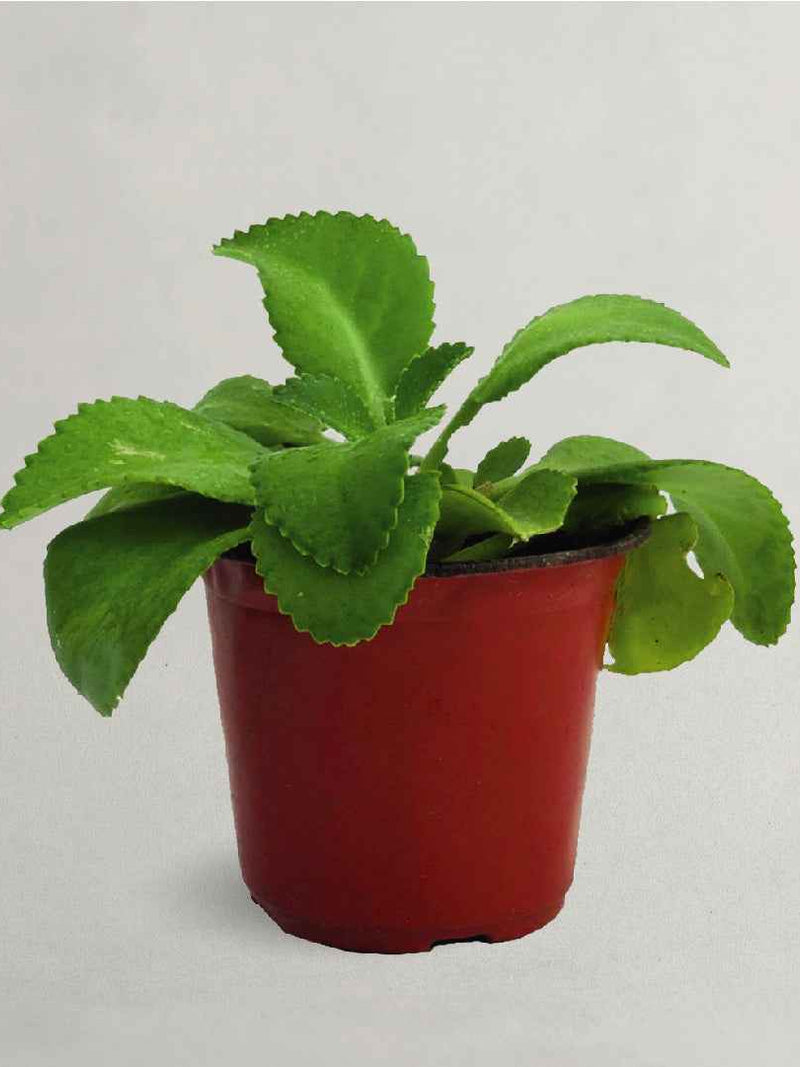 RANAKALI PLANT