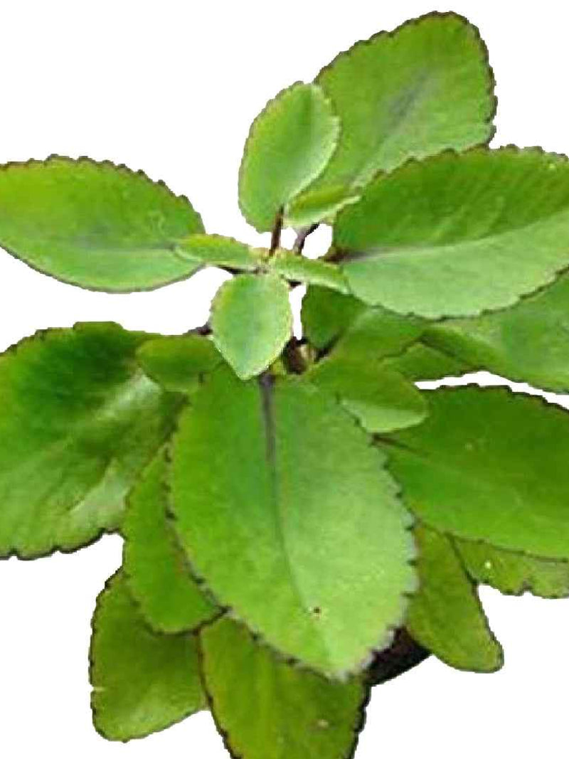 RANAKALI PLANT
