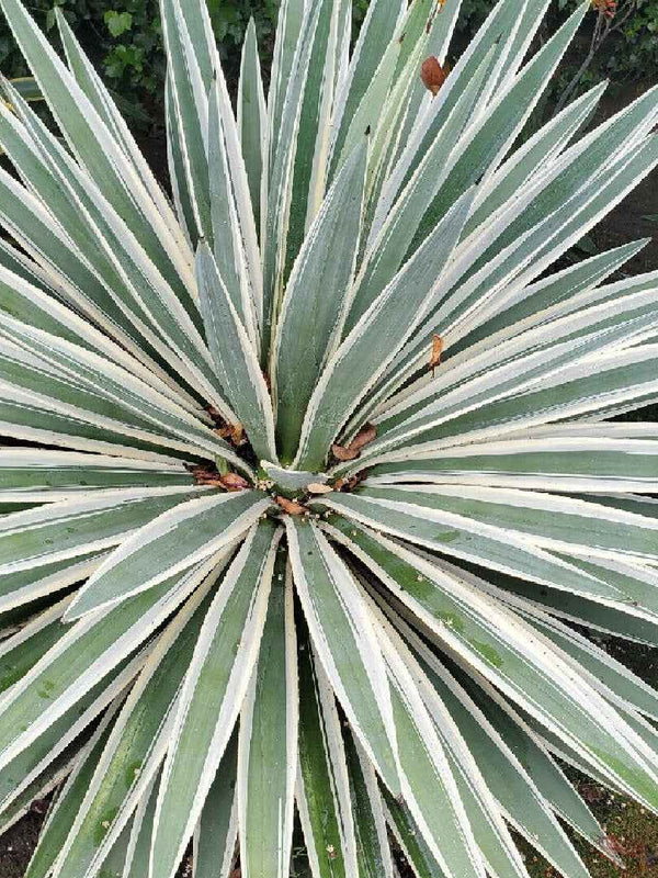 VARIEGATED CARIBBEAN AGAVE