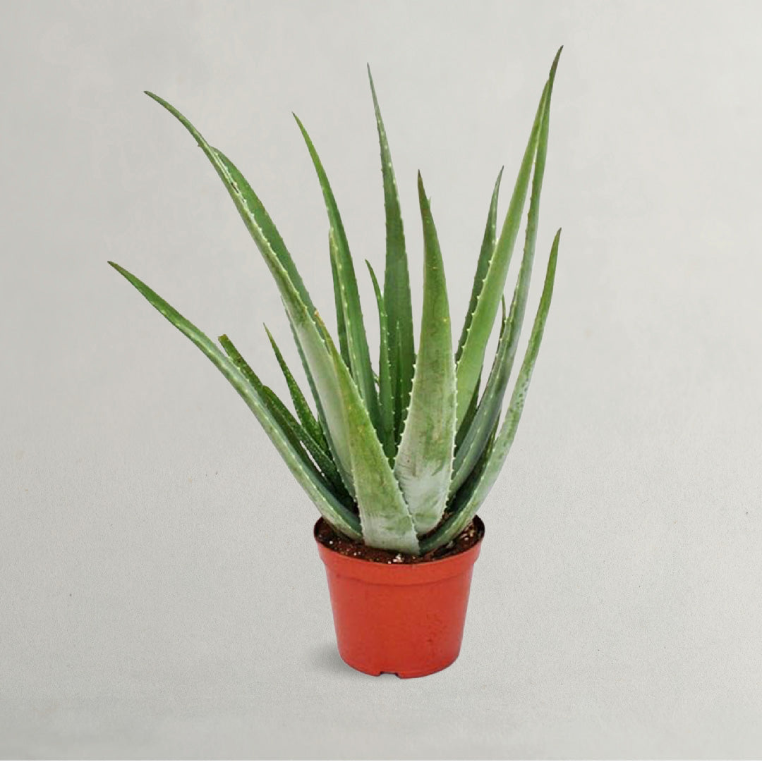 ALOE VERA PLANT