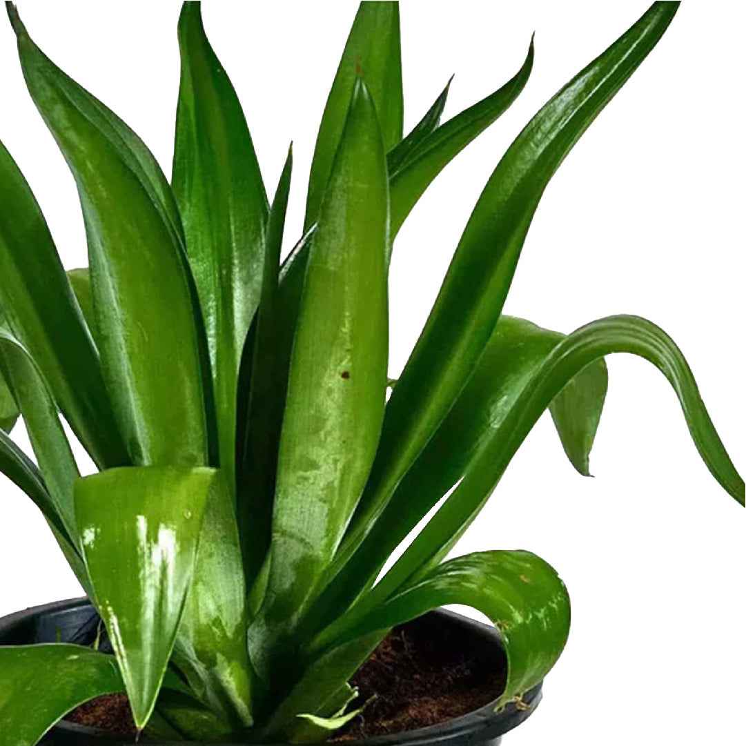 AGAVE DESMETIANA JACOBI PLANT - A Unique Succulent for Your Garden