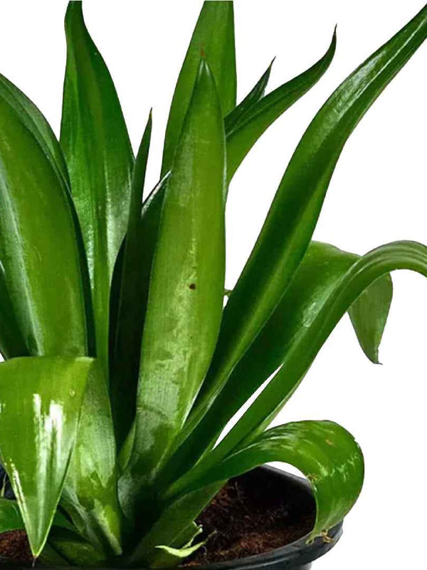 AGAVE DESMETIANA JACOBI PLANT